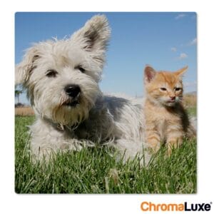 Bestel Foto op aluminium afdrukken - Wit (ChromaLuxe) - 50 x 50 cm met eigen foto